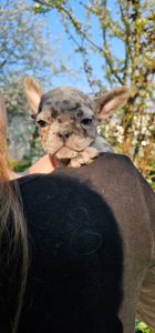 Мальчик мерле французский бульдог
