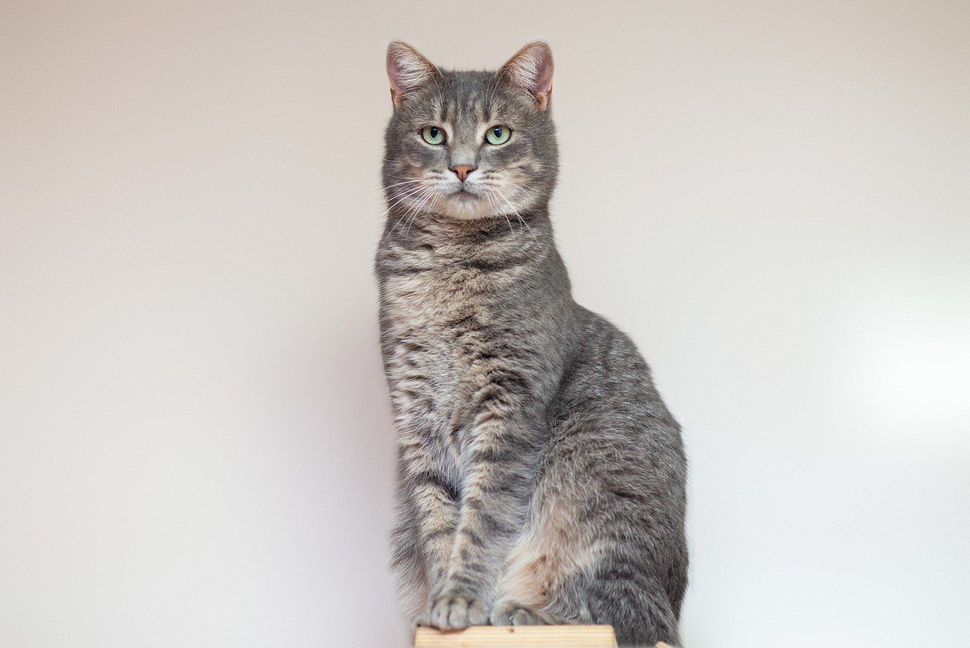 Кортес