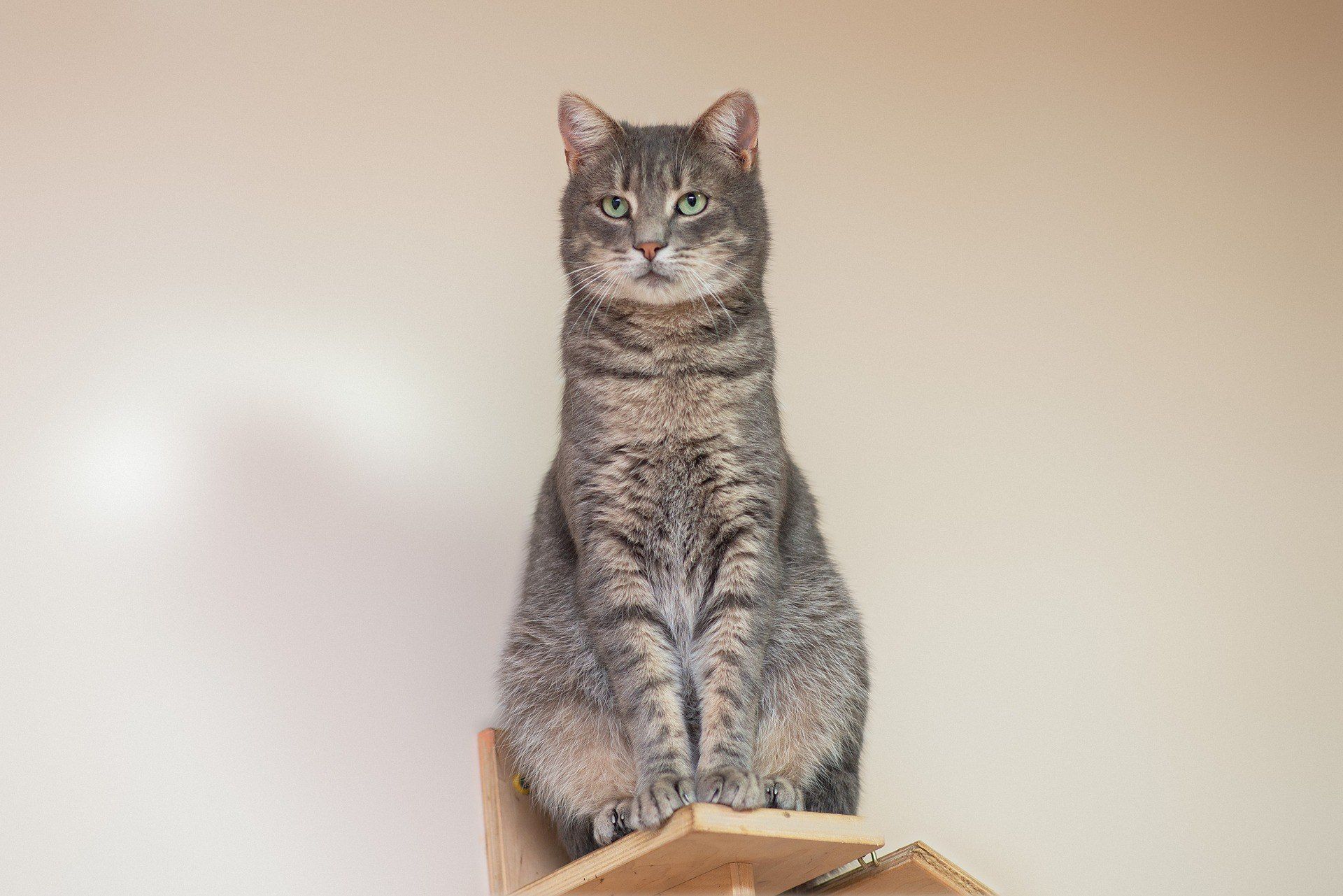 Кортес