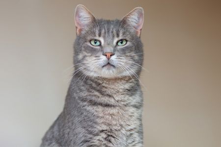 Кортес