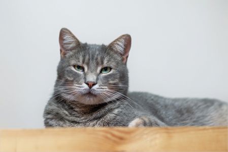 Кортес