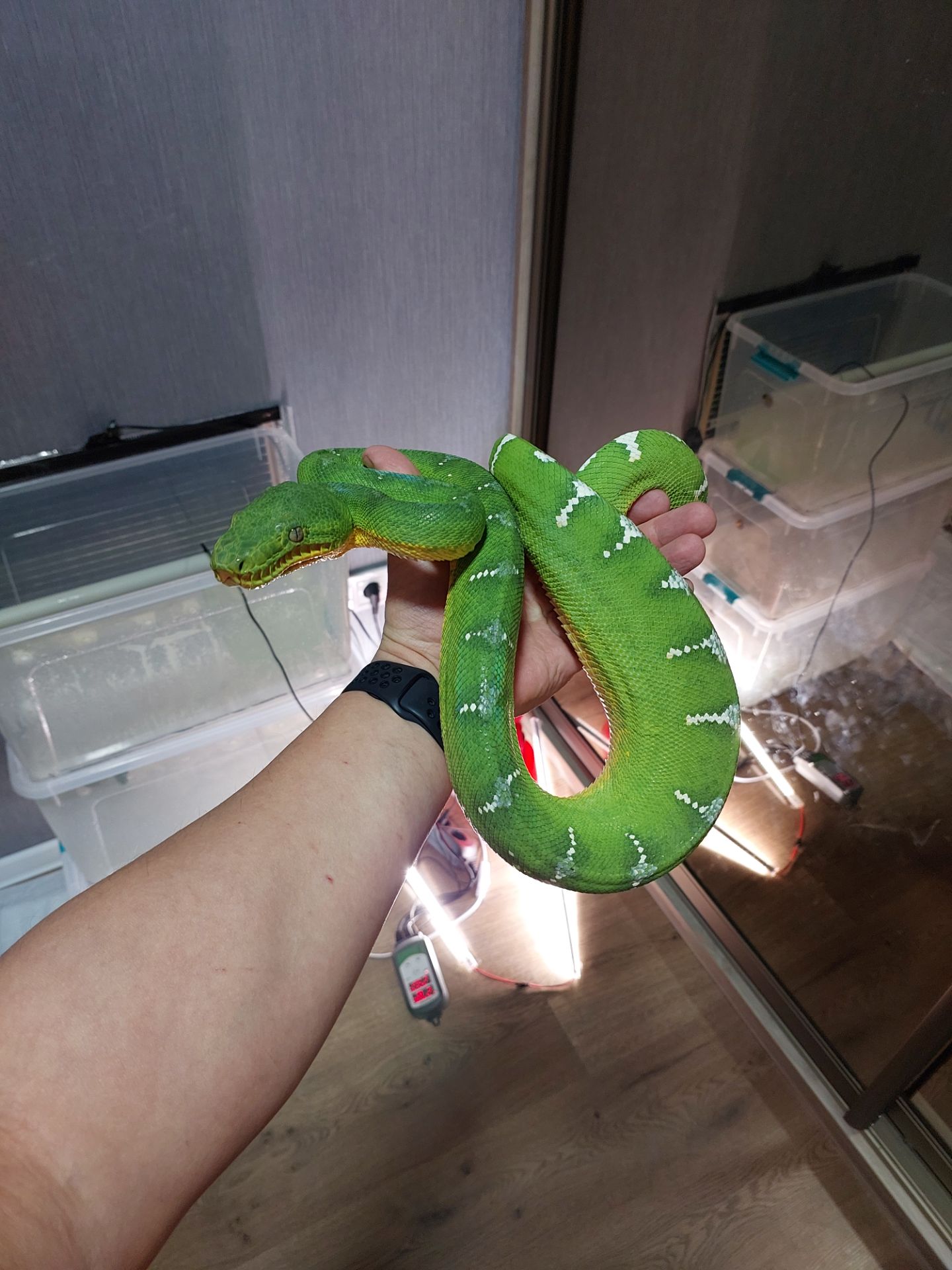 Собакоголовий удав, собакоголовый удав, Corallus caninus