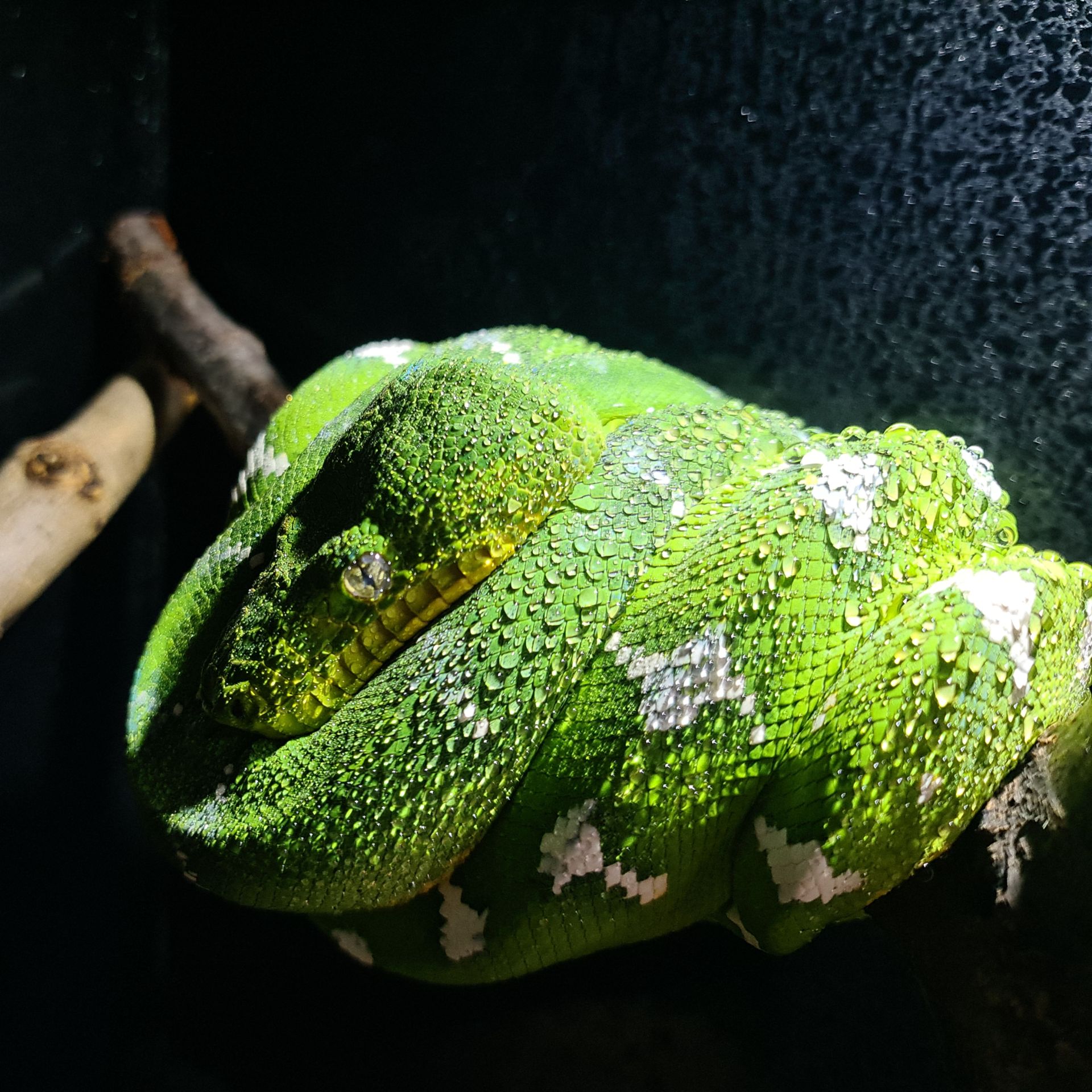 Собакоголовий удав, собакоголовый удав, Corallus caninus