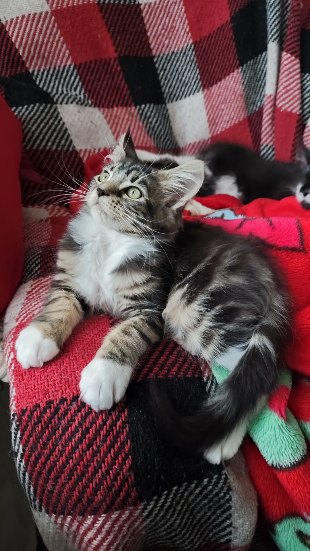 Продам котят Мейн Куна