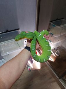 Собакоголовий удав, собакоголовый удав, Corallus caninus