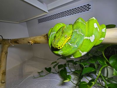 Собакоголовий удав, собакоголовый удав, Corallus caninus