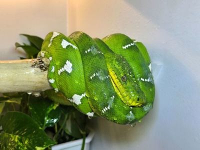 Собакоголовий удав, собакоголовый удав, Corallus caninus