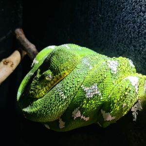 Собакоголовий удав, собакоголовый удав, Corallus caninus