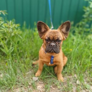 Хлопчик Французький бульдог м.Чернігів