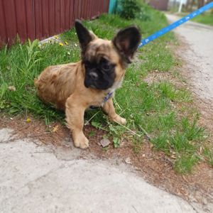Хлопчик Французький бульдог м. Чернігів