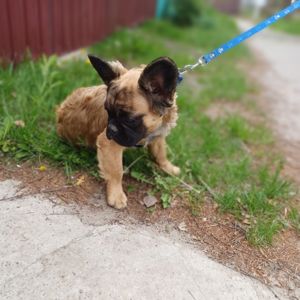Хлопчик Французький бульдог м. Чернігів