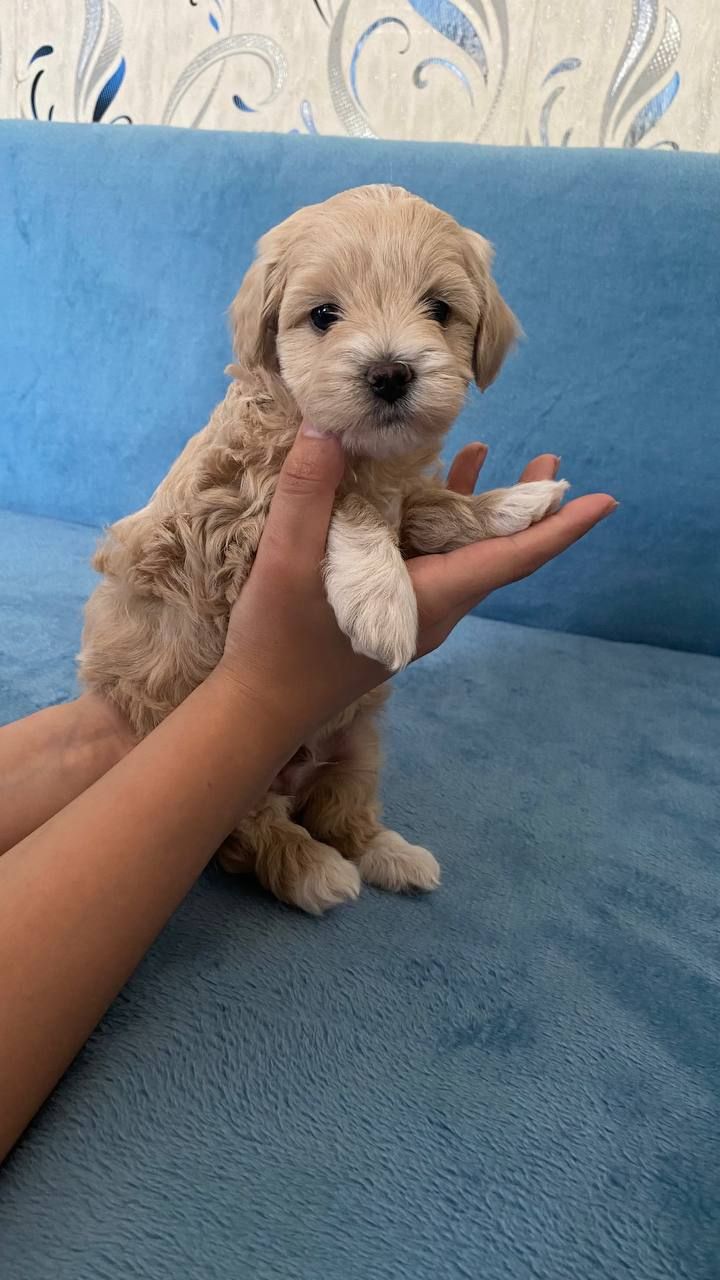 Хлопчик мальтіпу