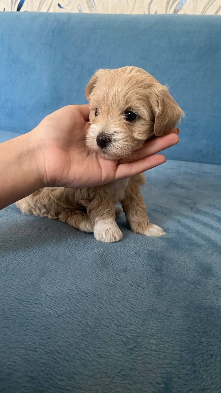 Хлопчик мальтіпу