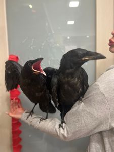 Говорящие птицы, ворон чорний Крук пташенята