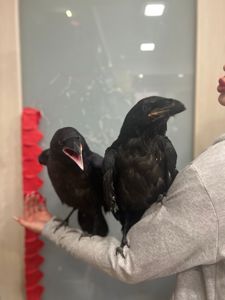 Говорящие птицы, ворон чорний Крук пташенята