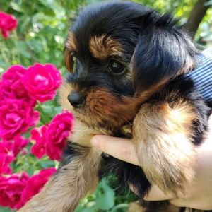 Шукаю хлопчика на в'язку