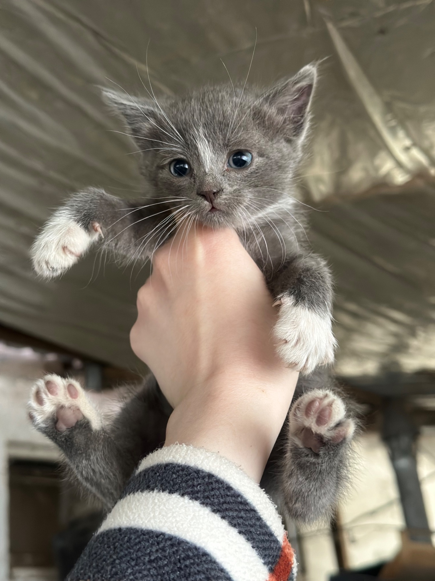 Шукають дім 3 кошенят!