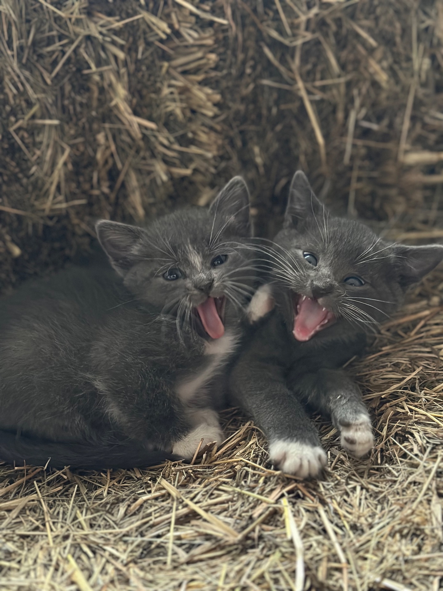 Шукають дім 3 кошенят!