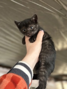 Шукають дім 3 кошенят!