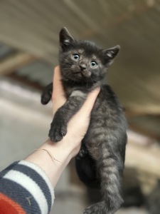 Шукають дім 3 кошенят!