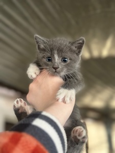 Шукають дім 3 кошенят!