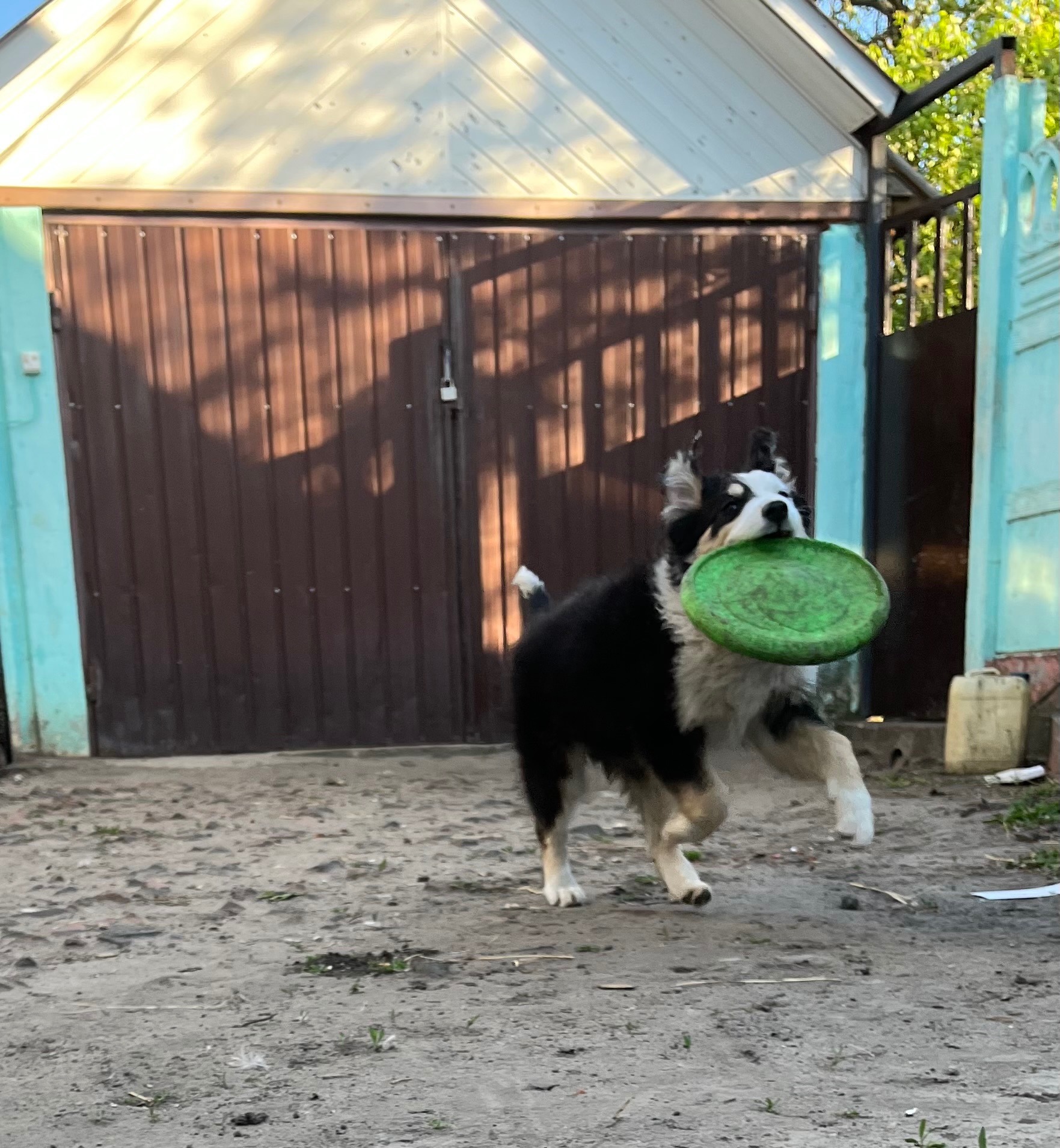 Дівчинка бордер