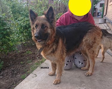 Цуценята німецької вівчарки