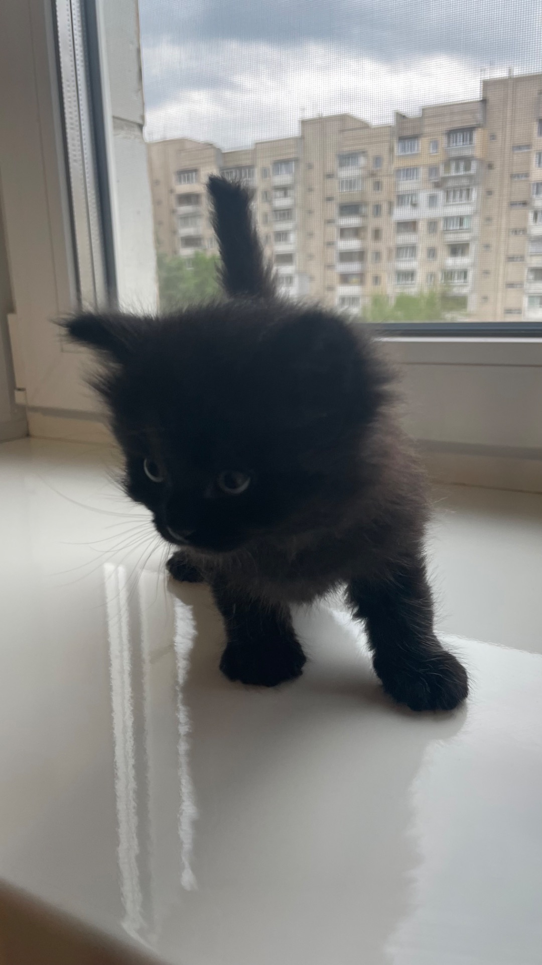 Кошеня дівчинка