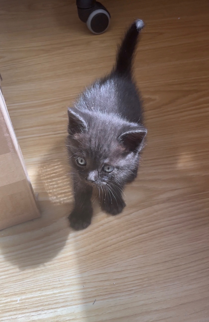 Кошеня хлопчик