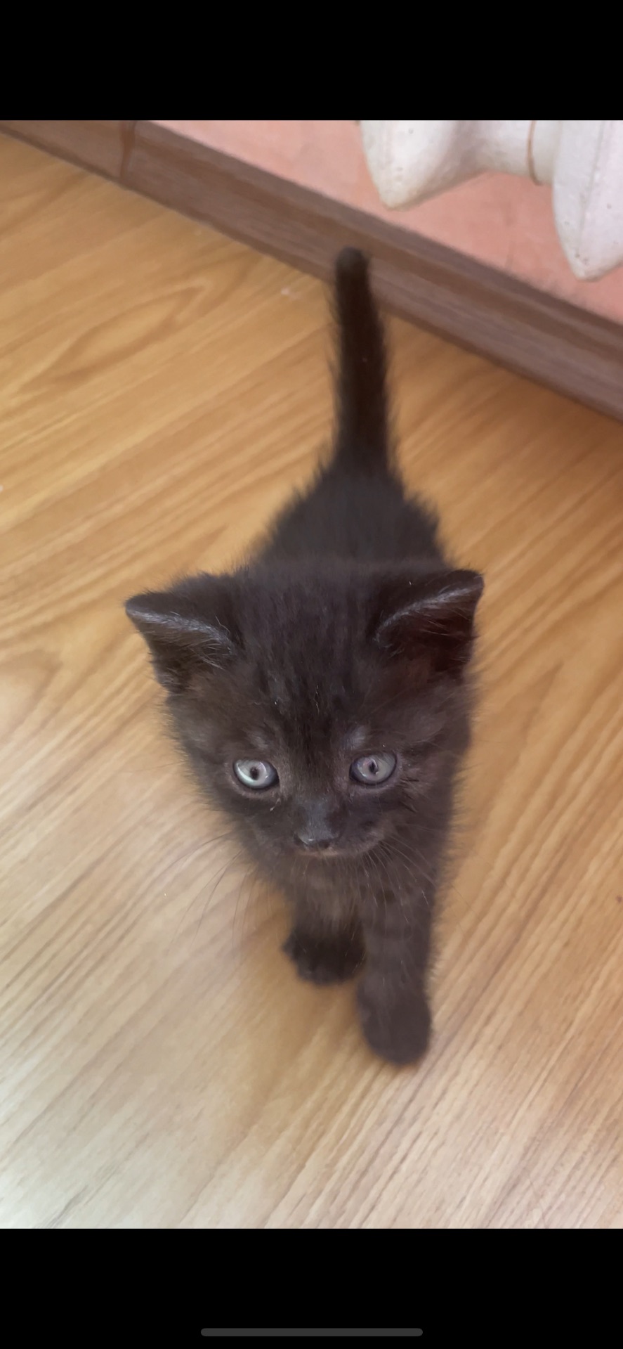 Кошеня хлопчик