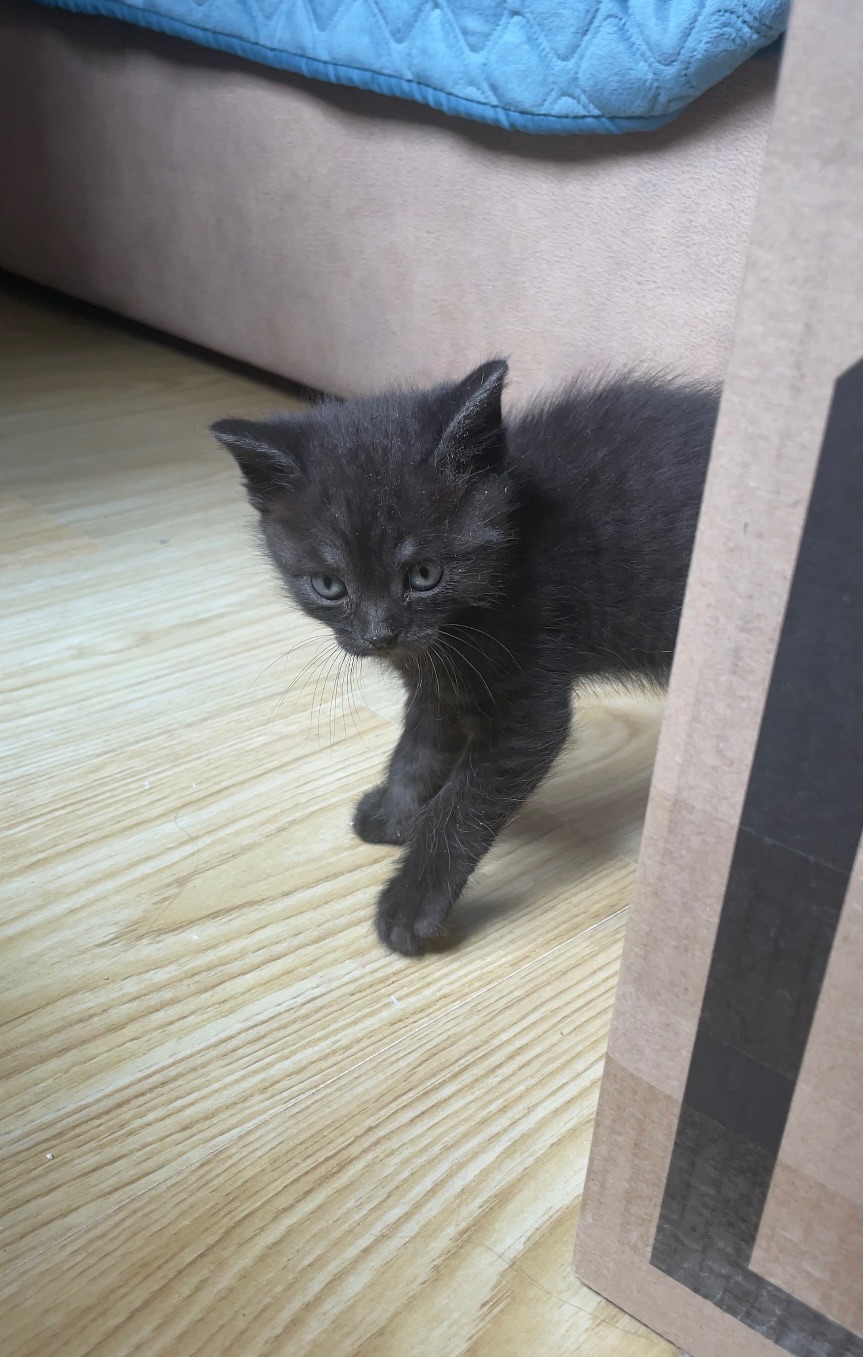 Кошеня хлопчик