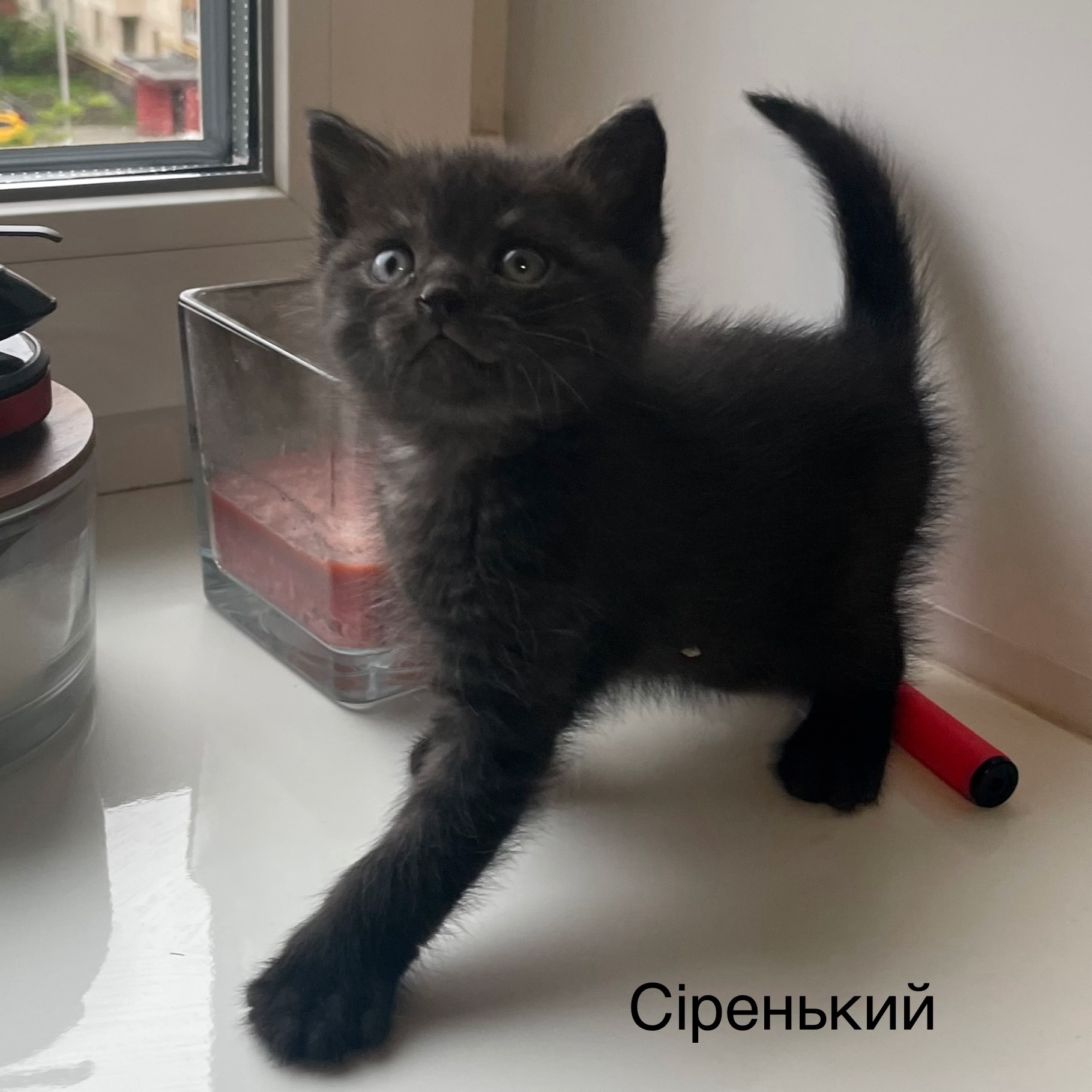 Кошеня хлопчик