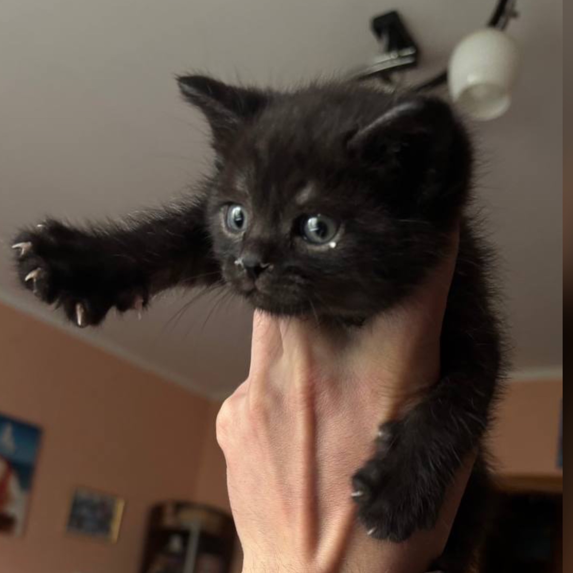 Кошеня хлопчик