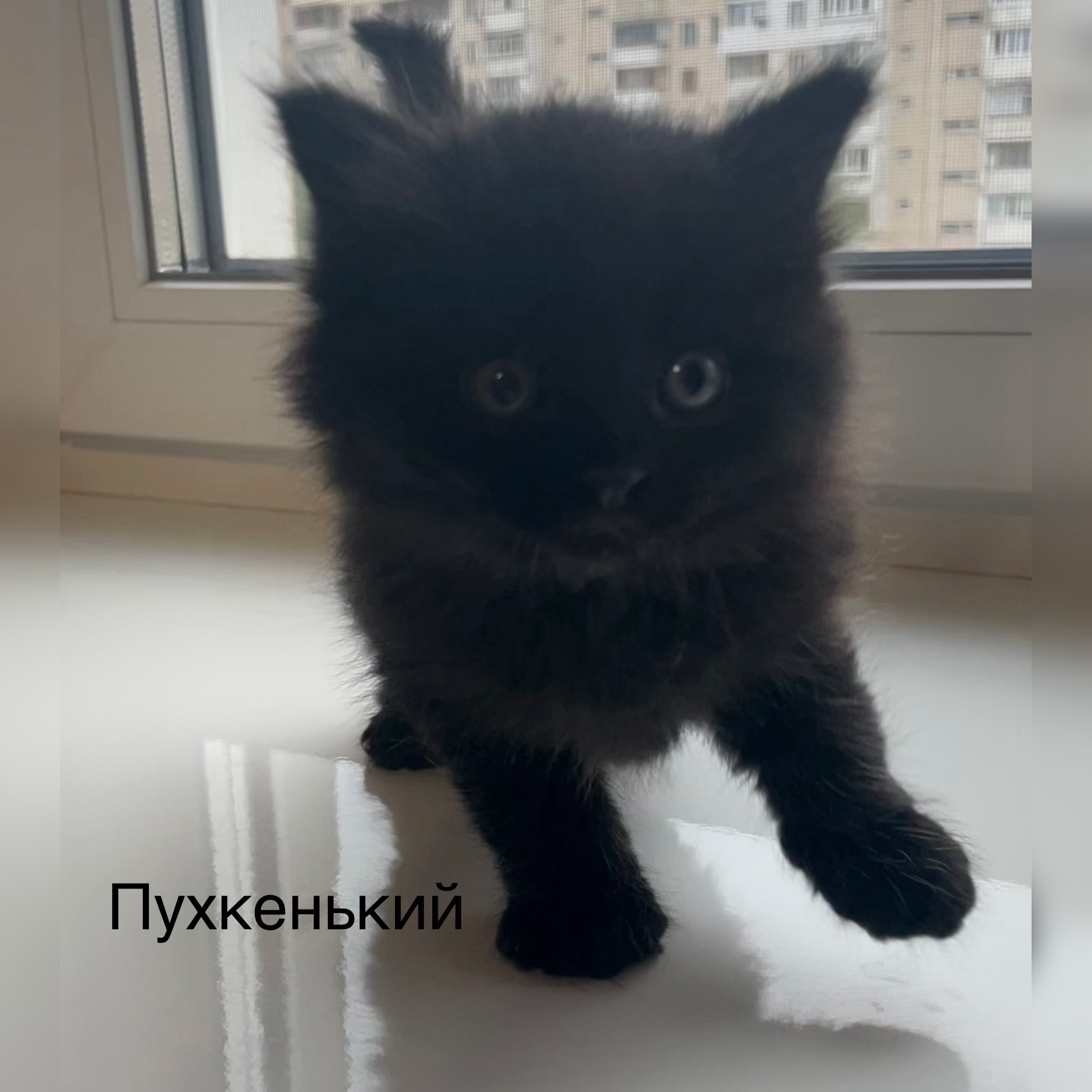 Кошеня дівчинка