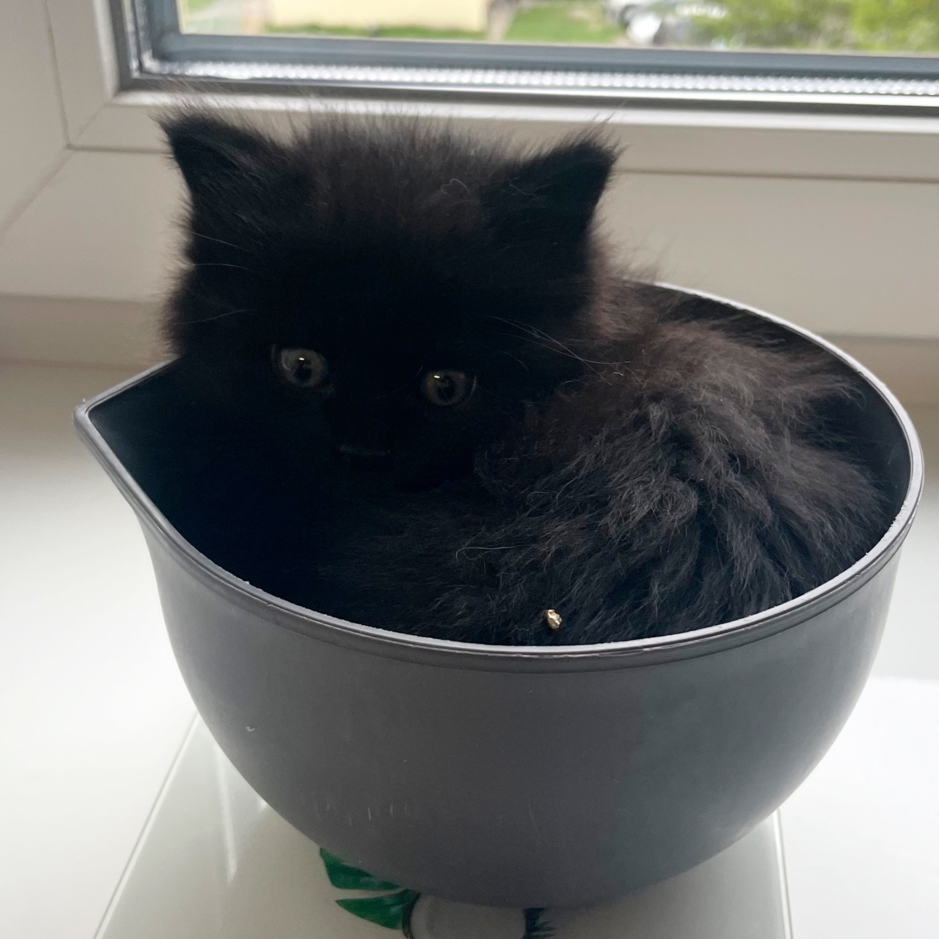 Кошеня дівчинка