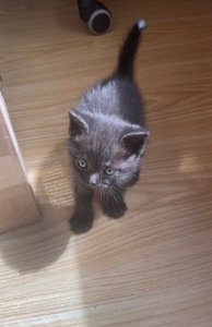 Кошеня хлопчик