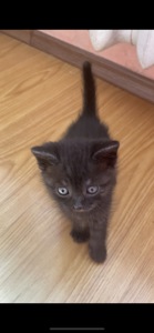 Кошеня хлопчик