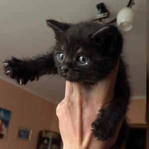 Кошеня хлопчик