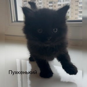 Кошеня дівчинка