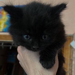Кошеня дівчинка