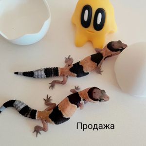 Гемітеконікс