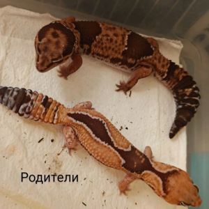 Гемітеконікс
