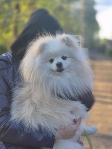 Привабливий хлопчик німецький малий шпіц