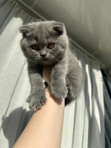 Кошенята Шотландські весловушки