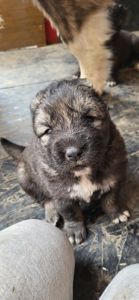 Цуценята кавказької вівчарки