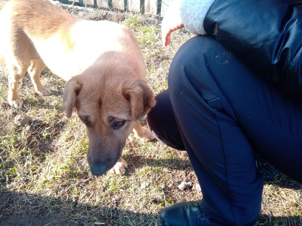 дівчинка в родину
