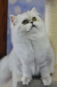 Срібна шиншила