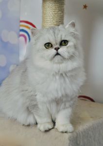 Срібна шиншила