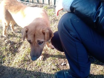 дівчинка в родину