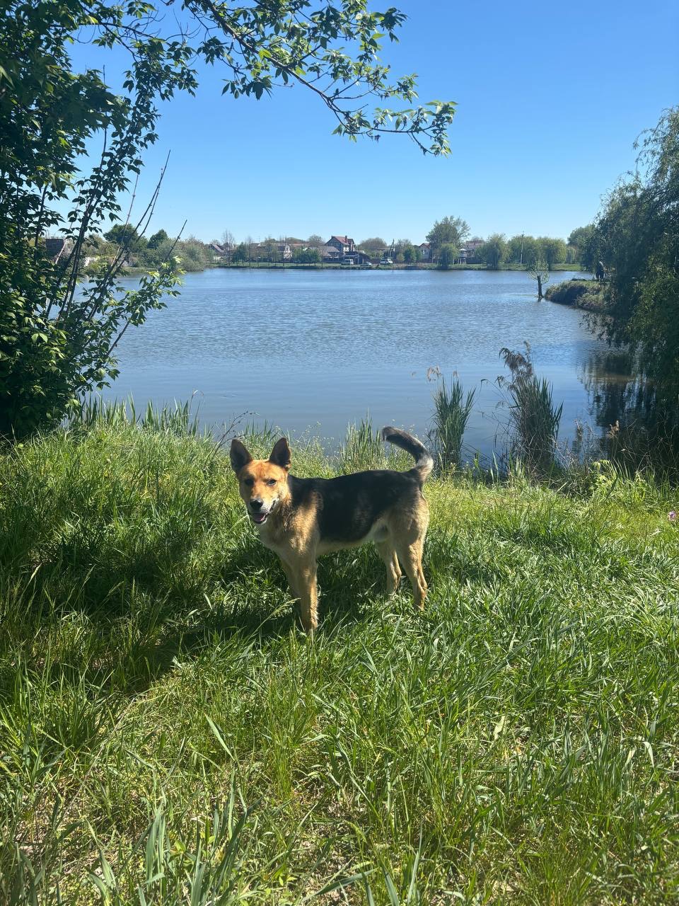 Молодий гарний песик